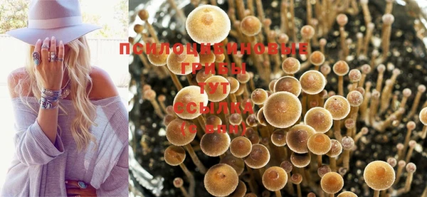 прущие грибы Тихвин