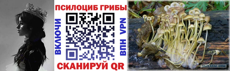 Галлюциногенные грибы Psilocybe  Купить где  Воткинск 